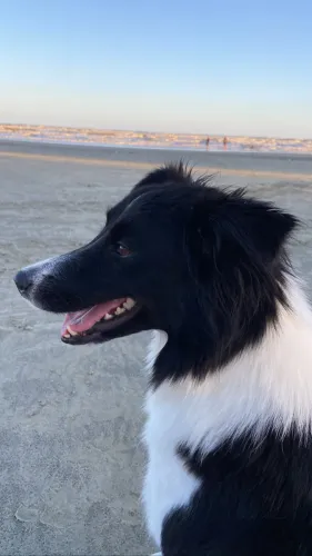 DOAÇÃO BORDER COLLIE FÊMEA ADULTA