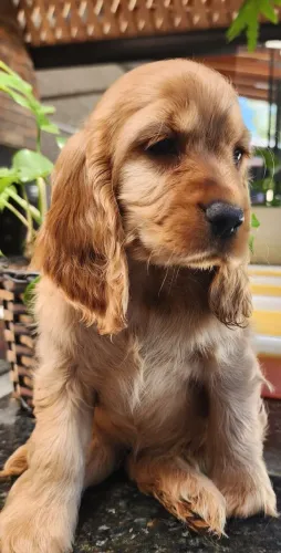 Cocker - Lindos Filhotes Com Pedigree a Pronta Entrega!!