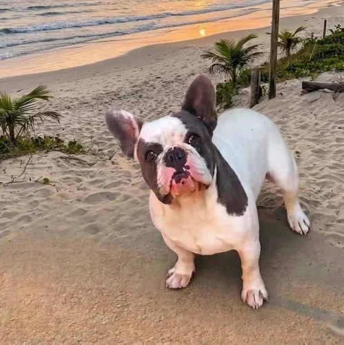 Padreador cruza Bulldog blue pied