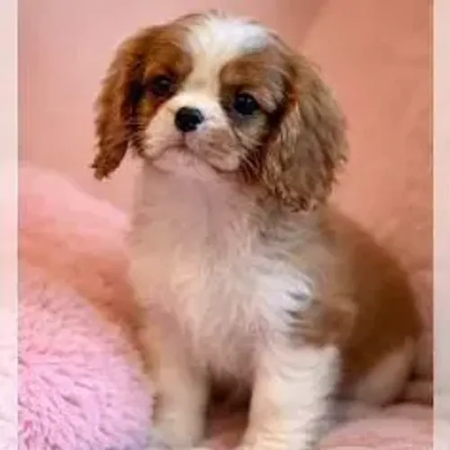 Cavalier King Charles Spaniel,Cavalier King Charles Spaniel Filhote Elegante e de Alta Qua