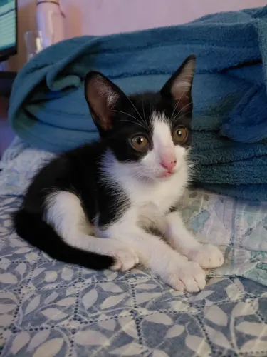 Gatos machos para adoção