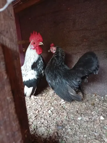 Casal mini garnisé