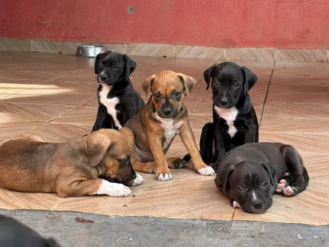 Filhotes de pitbull 