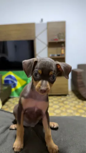 PINSCHER MACHO - VENDO