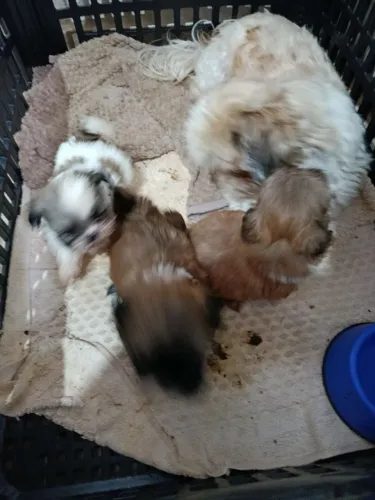Machos e femia de shitzu