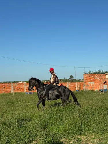 OPORTUNIDADE ÚNICA CAVALO MARAVILHOSO