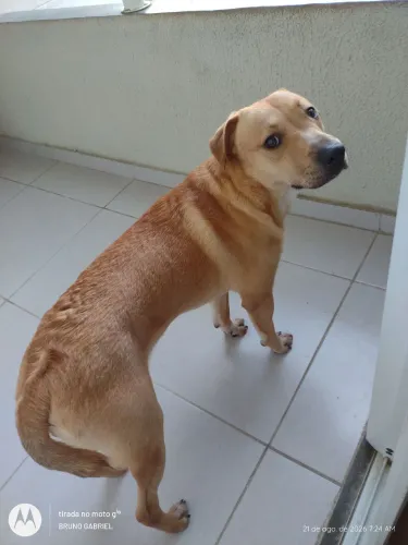 Cachorro pra adoção
