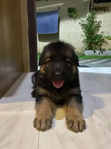 Pastor alemão Esse filhote combina com tardes felizes e muito carinho