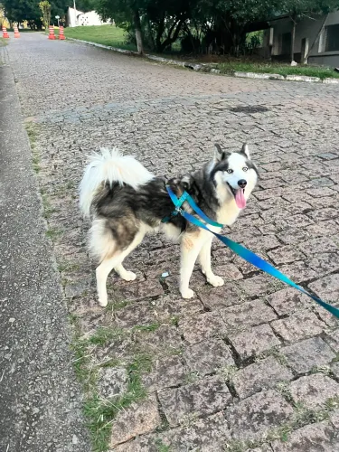 Procuro namorada husky