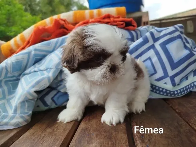 Filhotes de Shih Tzu