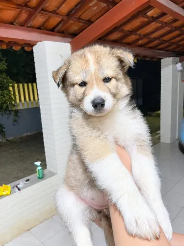 Husky Siberiano