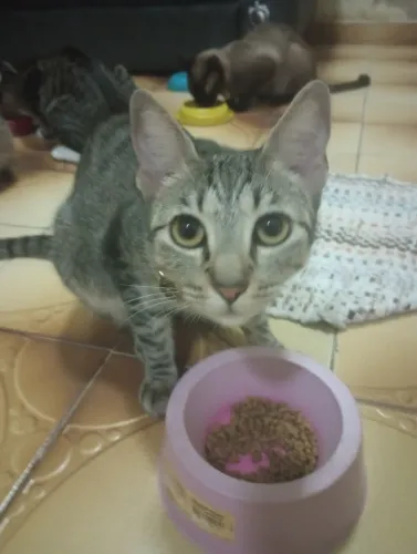 Gatos resgatados doação de imediato 