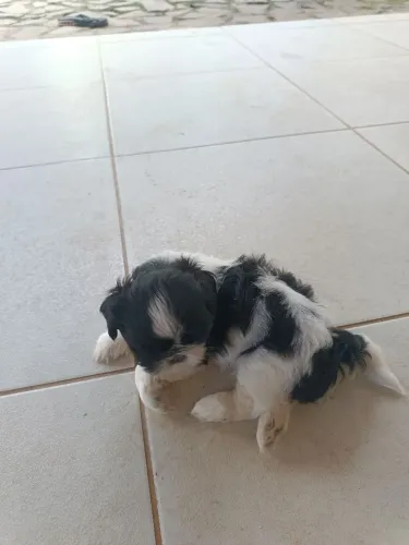 Cachorro Shitzu