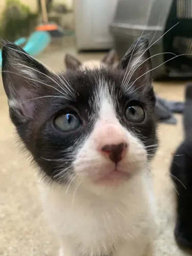 Adoção de gatinho frajola