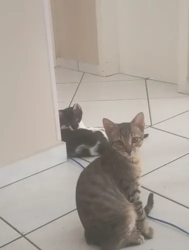 Gatos fofinhos