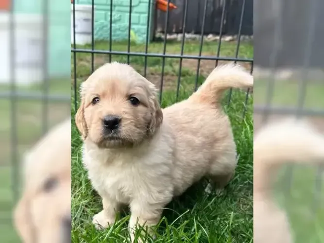 Cachorro filhote Golden Retriever pelagem macia e muito charme