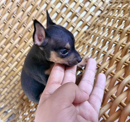  Pinscher zero machinho