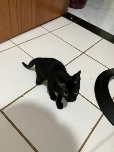 Gato macho Filhote adoção