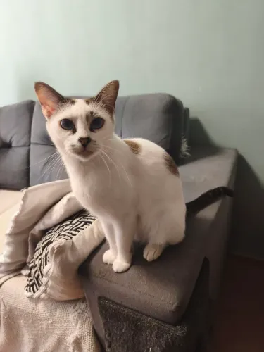 Gatos para Doação