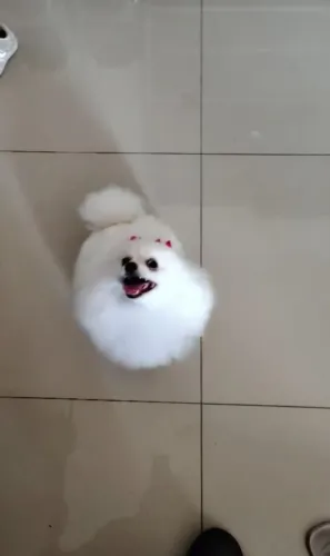 Lulu fêmea 