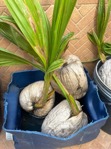 Mudas coco ? anão da Bahia