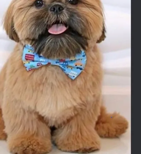 Shih Tzu