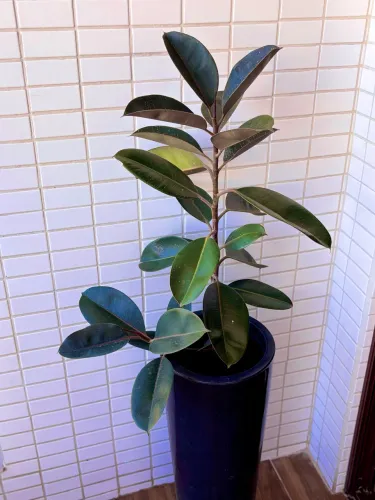 Planta Ficus Elástica com Vaso Decorativo Alto - Planta Natural ?