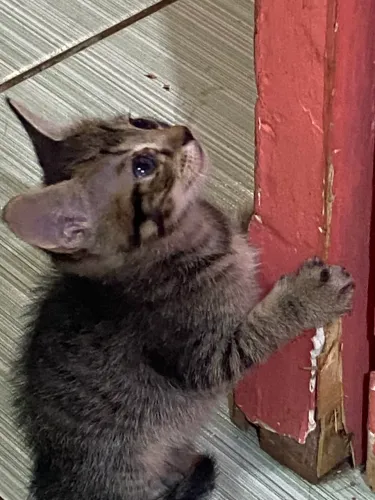 Adote um gatinho