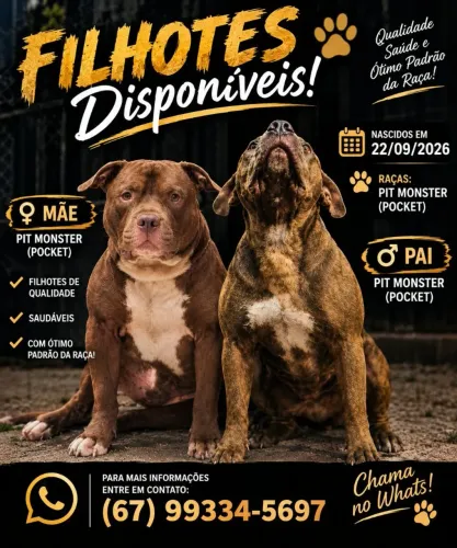 Filhotes genética Premium