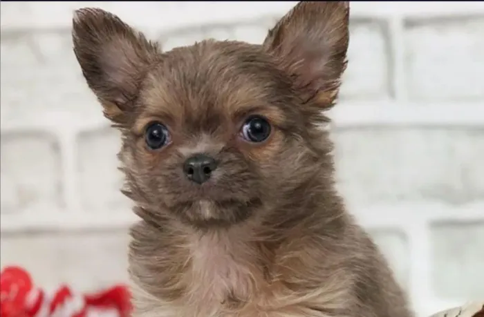 Chihuahua: O pequeno valente