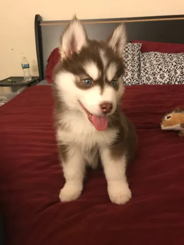 Husky siberiano ainda um presentão o pedigree grátis 