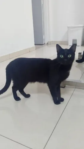 Doa se lindo gatinho Theo, 1 ano, castrado, vacinado e testado fiv/ felv negativo -Mooca