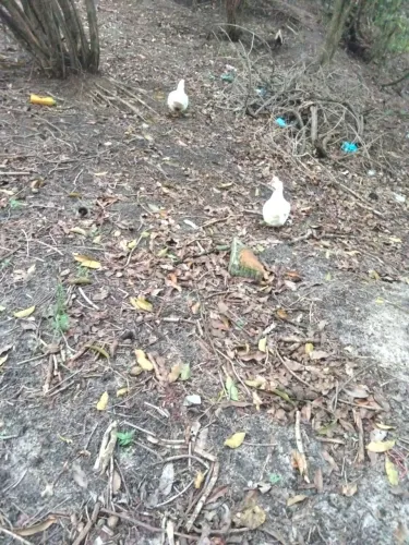 Vendo pato e pata 