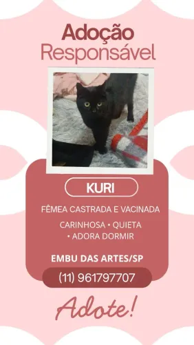 GATA PRETA PARA DOAÇÃO