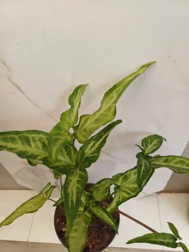 Planta Syngonium