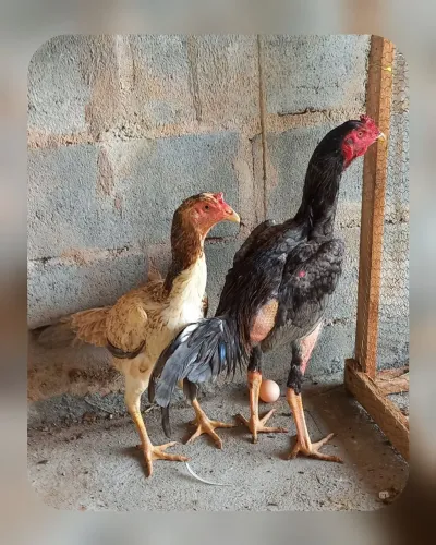 Casal de galinhas raça mura