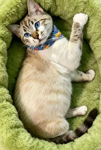 Gato snowshoe com 4 meses
