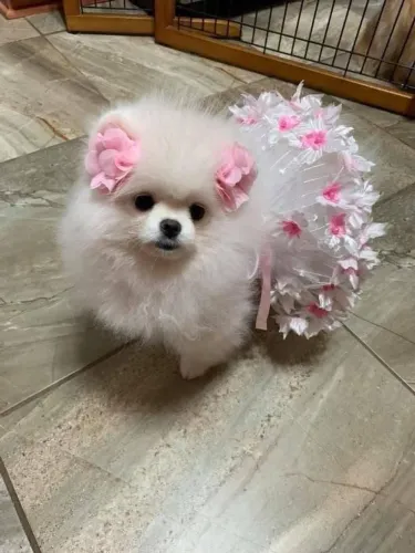 Filhotes De Spitz Alemão - O Aumor Verdadeiro Está Esperando Por Você !