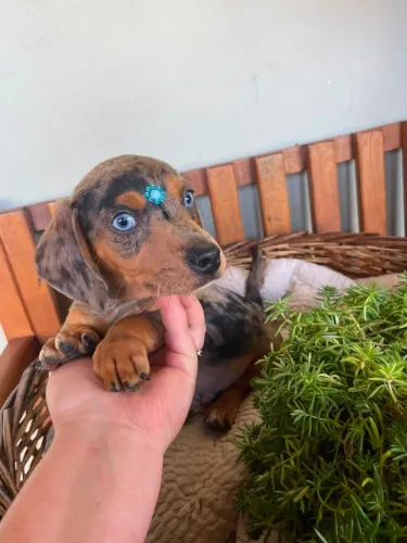 Dachshund Mini macho mofadinho $1.900,00