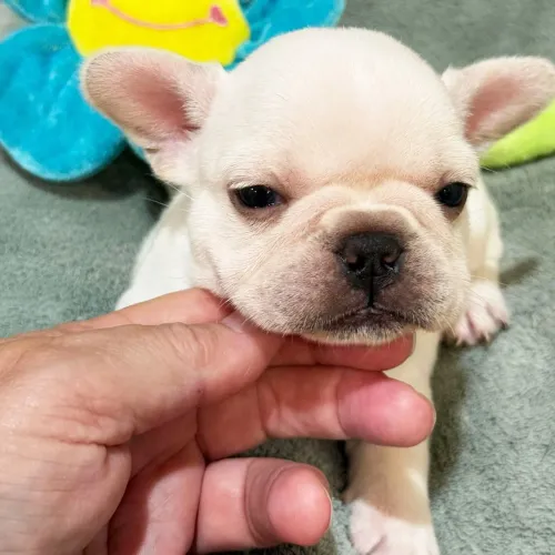 BullDog Francês: Um olhar Charmoso