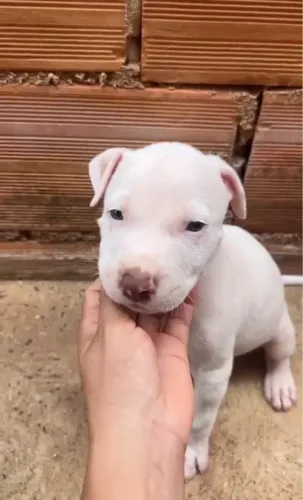 Filhote de pitbull machos