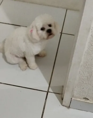 Poodle