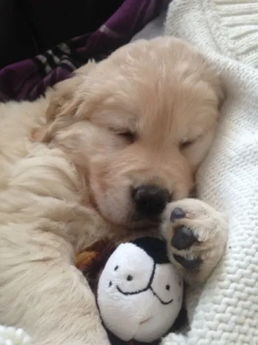 Filhotes de Golden Retriever | Filhotes de personalidade única