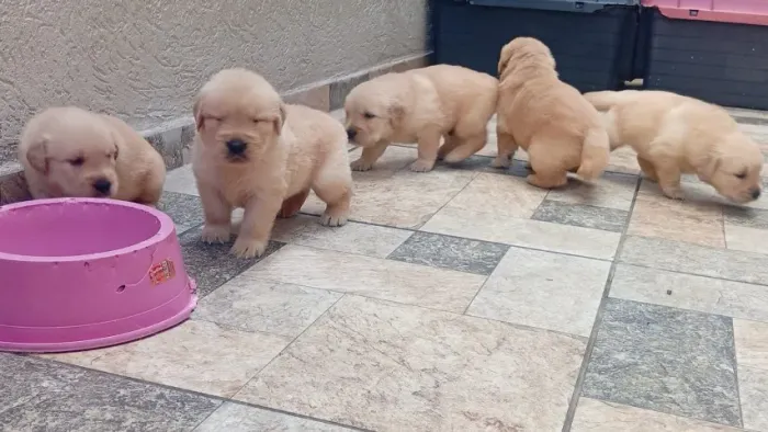 Golden Retriever de Elite: Linhagem Dócil, Pedigree e Vacina V10 Importada.