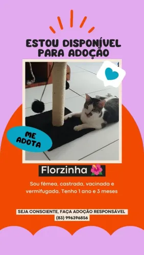 Gata para adoção