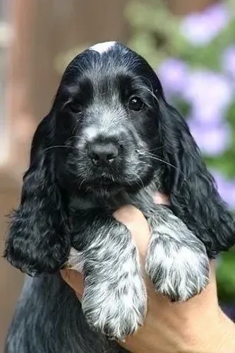 cocker seu sonho esta aqui- azul arruao