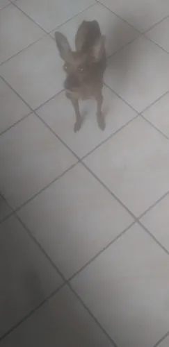 É da raça pinscher adulto macho