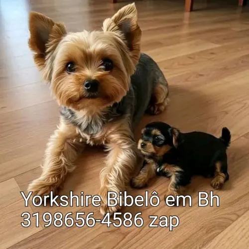 Yorkshire Baby face Canil em Belo Horizonte 