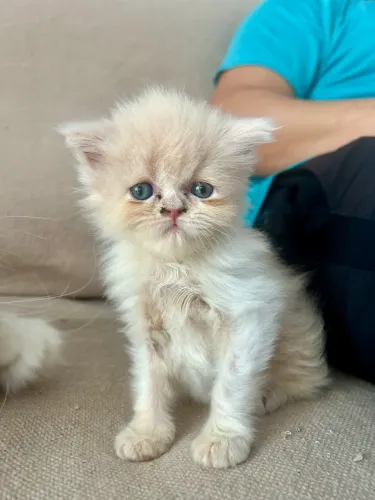 Gato persa raça pura 