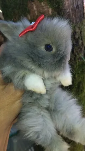 Mini coelho teddy dwerg 